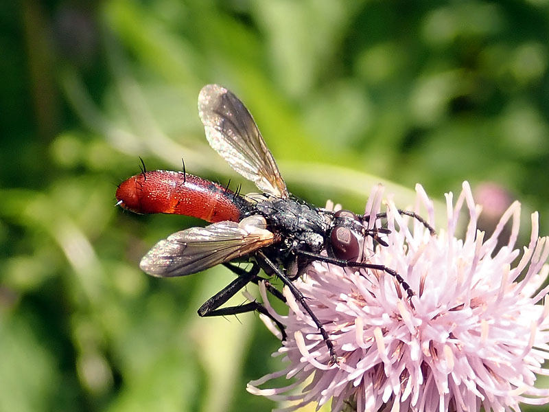 Tachinidae: Cylindromyia (Cylindromyia) bicolor